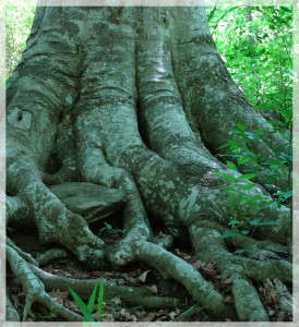 tree roots